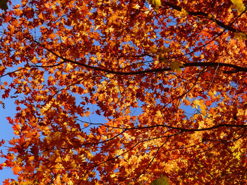 寒葱岭红叶风景